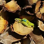 Marijan By Interhome Ferienhaus *